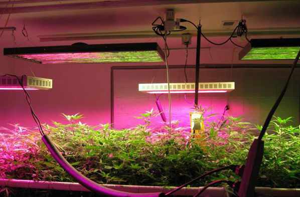 Светодиодные LED светильники для выращивания растений